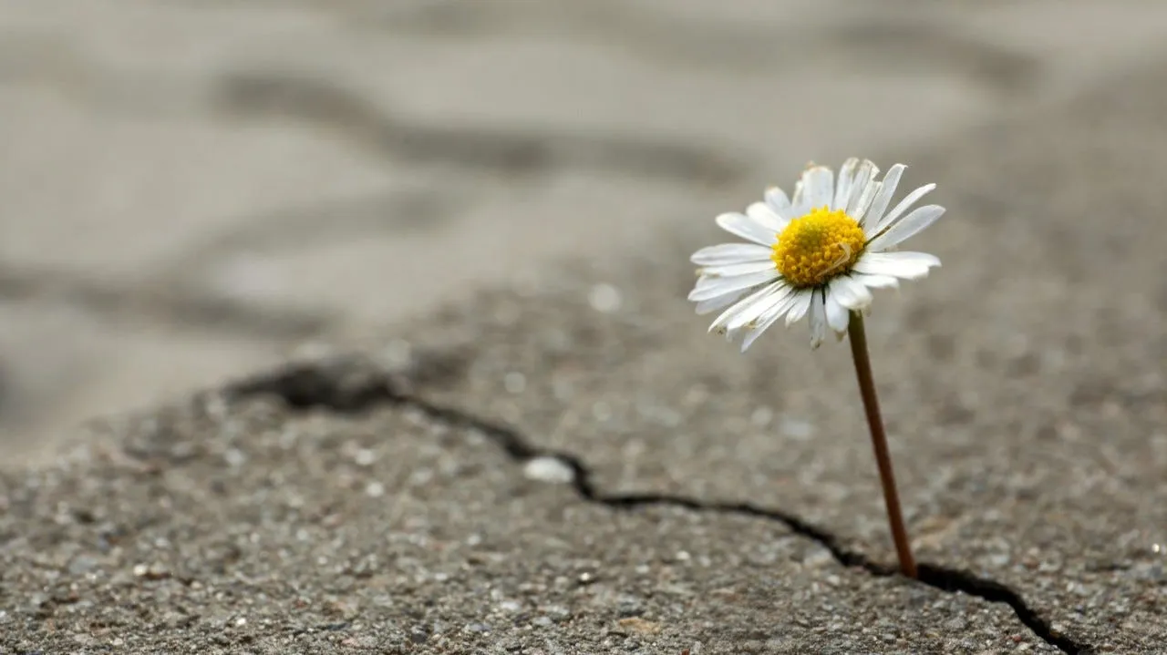 May be an image of flower